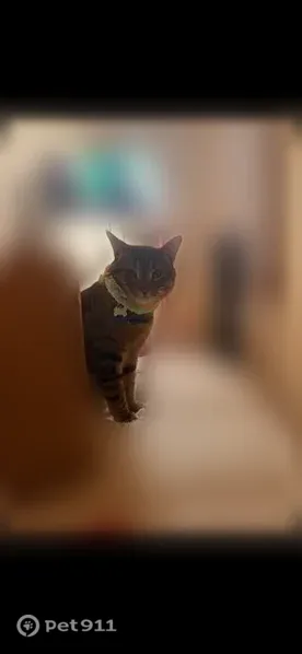 Lost cat, Heywood Road, 5724, Richmond — green with black stripes - photo