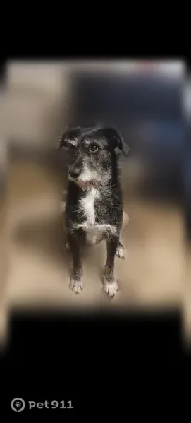Lost female dog, South Jackson Avenue, 1178, Joplin — mostly black with a white chest - photo