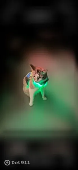 Lost male cat, Cadiz — reported missing from Hurricane Campground - photo