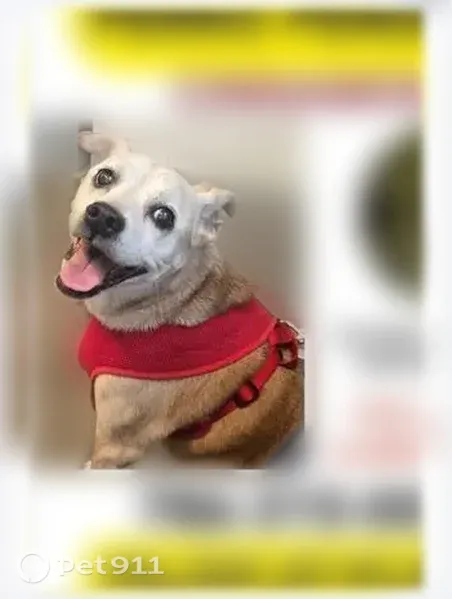 Lost female dog, Northwest 79th Street, Florida, Miami — 14 years old with a forehead scar - photo