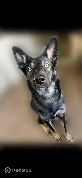 Lost dog, Arkansas 319, 3469, Austin — female with blue eyes and a black coat - photo