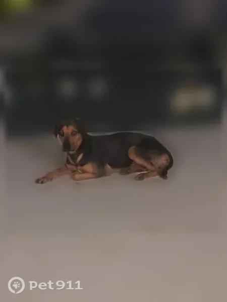 Lost dog, South Le Jeune Road, 5406, Coral Gables — black and tan foster dog; do not chase - photo