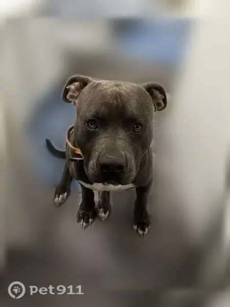 Lost Dog, Beaumont — Grey male responds to “Bear Bear” - photo