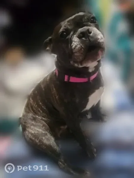 Lost dog, Spring Forest Street, 6814, San Antonio — female French bulldog with a white face - photo