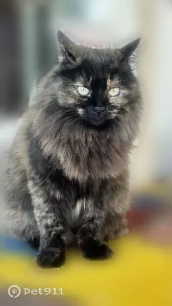 Lost female cat, Rodriguez Road, Austin, Arlington — fluffy tortoiseshell, keeps her distance - photo