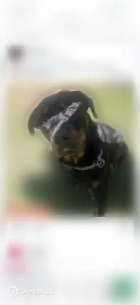 Lost dog, Avon Street, Akron, Columbus — female Rottweiler - photo