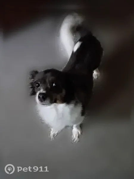 Lost dog, Mother Gaston Bl/Belmont Av, Brooklyn, NY 11212, USA, Brooklyn — female with a white tail and chest - photo