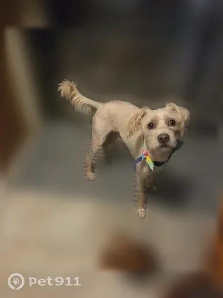 Lost male dog, Center Avenue, 184, Sumrall — cream terrier mix - photo