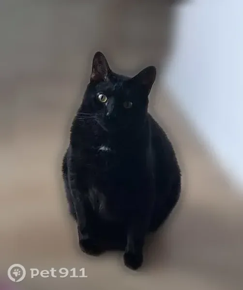 Lost male cat, U.S. 301, 3607, Ellenton, Ellenton — stub tail and gold eyes - photo