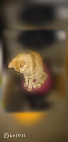 Lost cat, Helena — orange tabby male with green eyes - photo