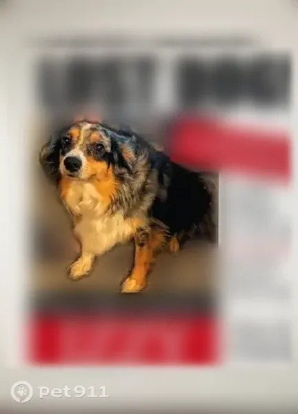 Lost female dog, Loves Park, Chicago — merle Australian Shepherd with a nub tail - photo