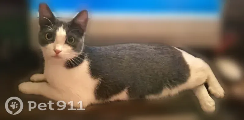 Lost cat, Memorial Drive, 1928, Claremore — small gray-and-white female with golden eyes - photo