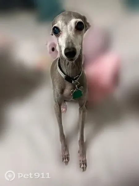 Lost female dog, Stone Canyon Road, 10830, Dallas — senior grey-and-white service animal - photo