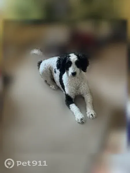 Lost dog, W 100th Ave, 715, Anchorage — female with black markings - photo