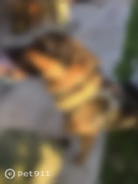 Lost dog, Southwest 151st Avenue, 30212, Homestead — male German shepherd, 70–80 lb - photo