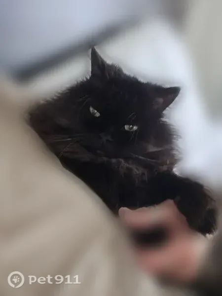 Lost male cat, South 348th Street, 901, Federal Way, Redmond — solid black with gold eyes - photo