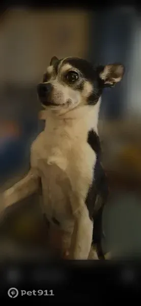 Lost female dog, Country Lane, 13607, Burnsville — black and white Chihuahua - photo