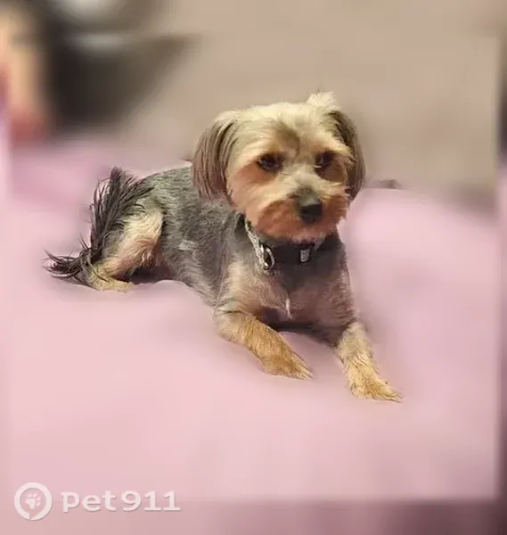 Lost dog, 65th Street Expressway, Sacramento, Sacramento — female brown-gray Yorkie in a pink shirt - photo