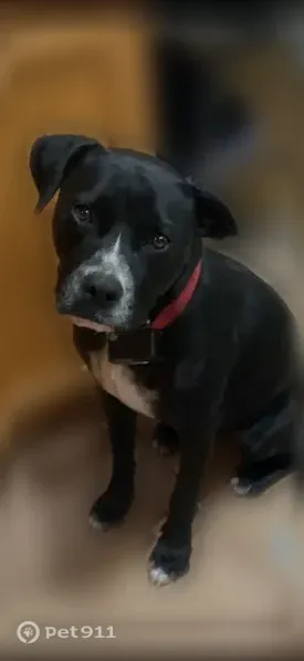 Lost dog, Thrasher Street, 381, Taunton — friendly 55-pound male - photo