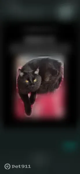 Lost male cat, Grant Avenue, Emsworth — long-haired black coat, orange eyes - photo