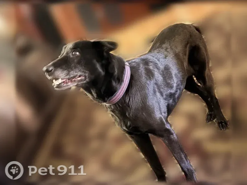 Lost dog, Old Dixie Highway, 1880, Mims — 14-year-old, no collar - photo