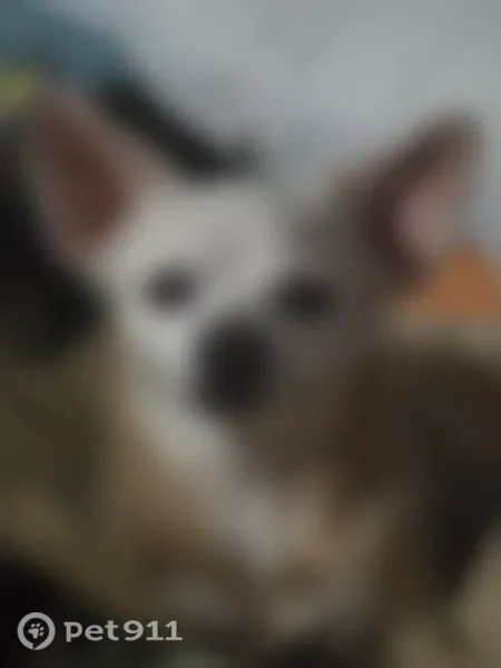 Lost dog, East 44th Street, 516, Odessa — female Chihuahua with large ears - photo