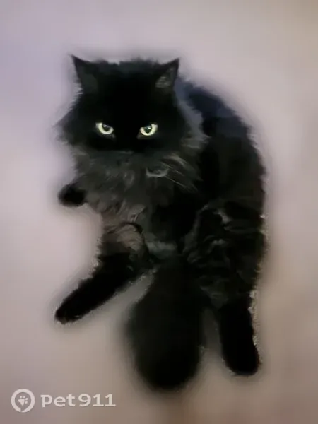 Lost cat, male, South 348th Street, 901, Federal Way, Federal Way — solid black coat, green/gold eyes - photo