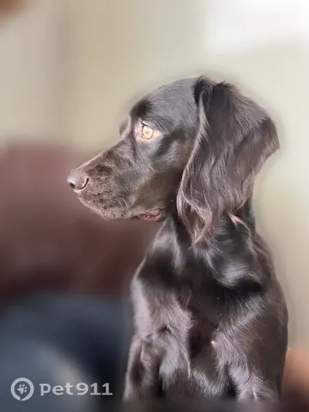 Lost dog, North Market Street, 1835, Jacksonville — female Boykin spaniel with hazel eyes - photo