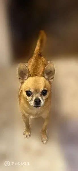 Lost male dog, Tidewater Drive, 5122, Houston — 17 years old and shy - photo