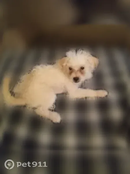 Lost dog, Pennsylvania Street Southeast, 515, Albuquerque — female with a curly white-and-tan coat - photo