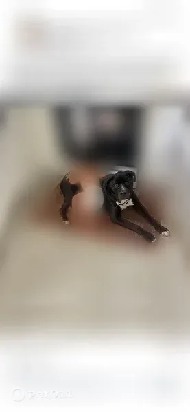 Lost dog, Edgewood Avenue, Knoxville — male black pit bull, 14 years old - photo