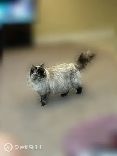 Lost cat, Julia Goldbach Avenue, 1556, Bohemia — female, white and fluffy with bright blue eyes - photo