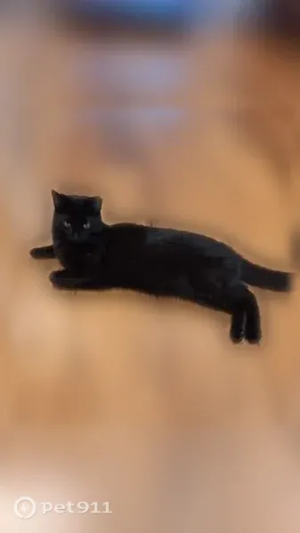 Lost cat, Broadway, 8217, Merrillville, Kansas City — female with a missing piece of her left ear - photo