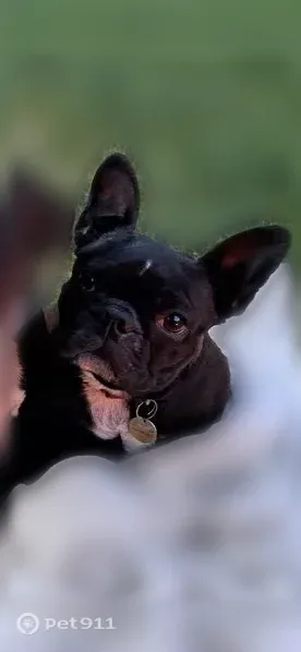 Lost female dog, 115th Avenue Northeast, 25122, Arlington — black French bulldog mix - photo