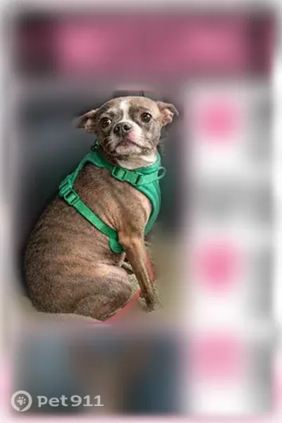 Lost female dog, Carmine Avenue, 4974, Baltimore — small brindle dog with big ears - photo