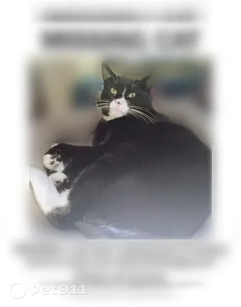 Lost cat, male, Northeast 42nd Avenue, 5444, Portland — white muzzle and pink nose - photo