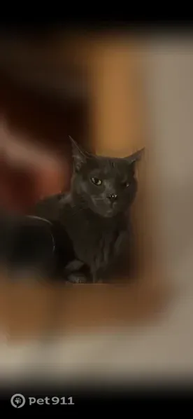 Lost male cat, Adams Avenue, 2250, Saint Albans, Pittsburgh — gray and microchipped - photo
