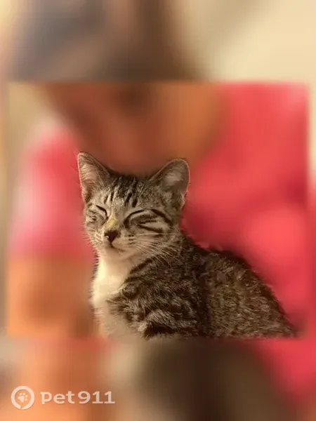 Lost cat, Georgia Avenue, 1304, Perry, Atlanta — female, gray with black stripes - photo
