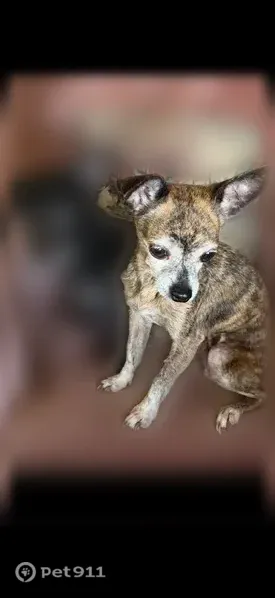 Lost dog, Blaize Avenue, 100, Bay St. Louis — female Chihuahua named Lollipop - photo