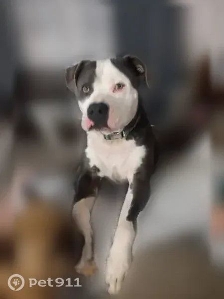 Lost Dog, Deppe Loop Road, 1180, Maysville, New Bern — friendly male American Bulldog - photo