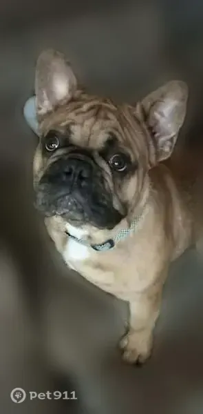 Lost dog, Deppe Loop Road, 1180, Maysville, New Bern — friendly male French bulldog - photo