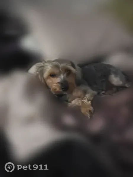 Lost dog, 65th Street Expressway, Sacramento, Arlington — female, medium-size Yorkie - photo