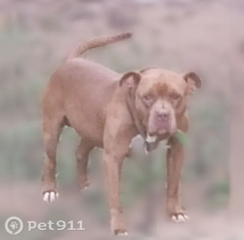 Lost dog, Junior Oaks Road, Virginia, Ashburn — male pit with white paws - photo
