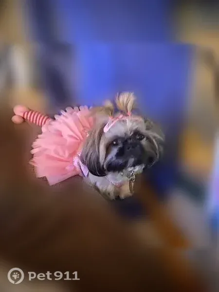 Lost female dog, Bahia Drive, 307, Port Isabel — missing near the Boys and Girls Club - photo