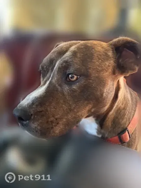 Lost dog, Richard Street, 36029, Lucerne Valley — male brindle terrier/pit mix - photo