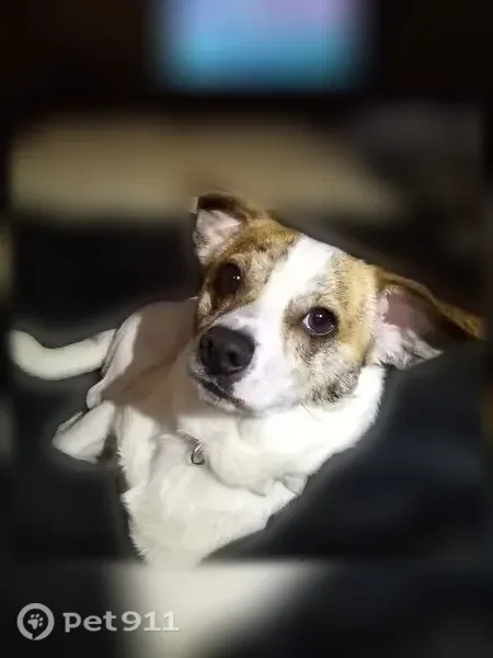 Lost dog, Charlotte — male with stripes around his eyes - photo