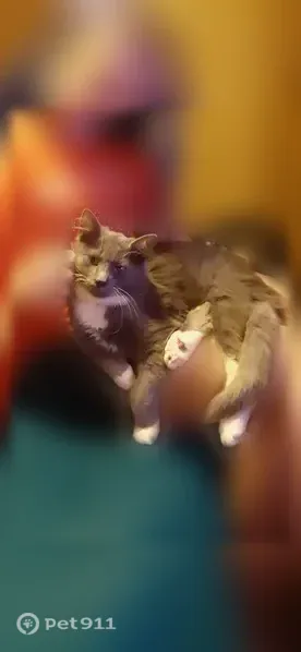 Lost cat, Kellum Loop Road, 1272, Pumpkin Center, Pumpkin Center — male Maine Coon mix with grey-and-white long fur - photo