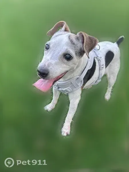 Lost dog, West Pioneer Drive, Irving — small white Jack Russell mix with black spots - photo