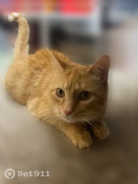Lost cat, 3rd Street, 11360, Becker — male orange tabby, about 10 years old - photo
