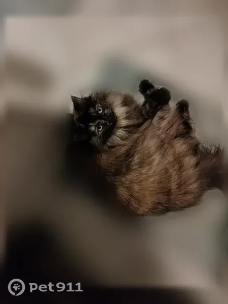 Lost cat, Spanish Street, 43, Sutter Creek — female tortoiseshell - photo